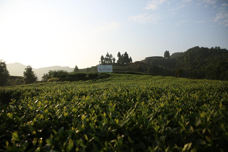 p>鹳鸟山是一家集茶叶种植,生产加工,销售,文化传播于一体的福鼎 a