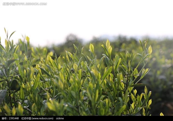 成片的绿色茶叶高清图片下载_红动中国