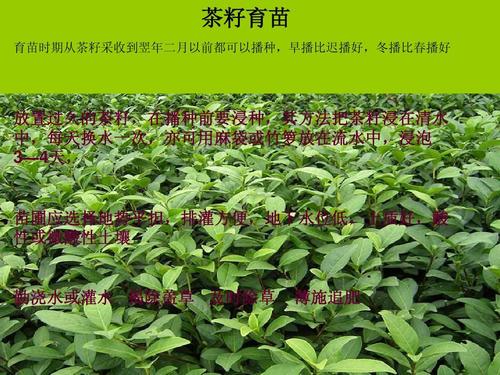 茶叶的生产栽培技术ppt_word文档在线阅读与下载_免费文档