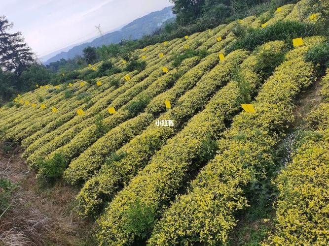 蒙顶山上生态种植的茶中新贵黄金芽